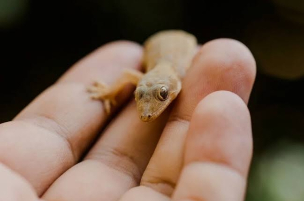 Percaya Atau Tidak, Ternyata Keberadaan Cicak di Rumah Dipercaya Sebagai Petunjuk dan Tanda Akan Hal Ini