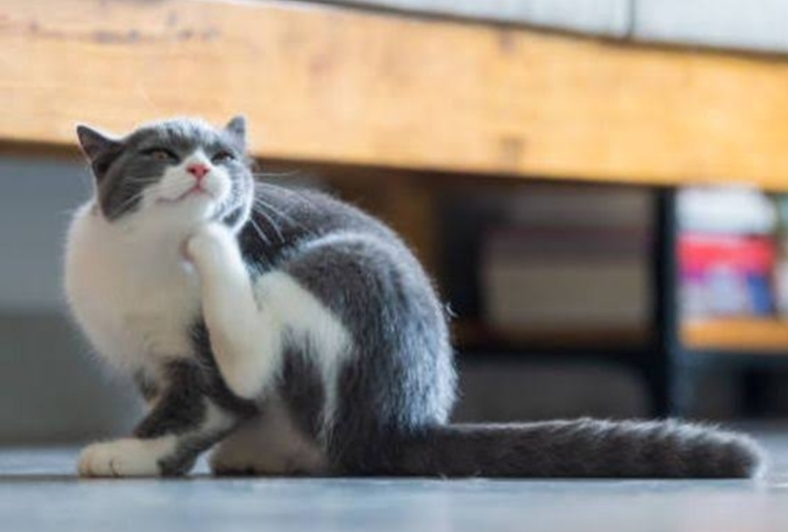 Bye-Bye Kutu! Ikuti 8 Tips Rahasia Cara Membasmi Kutu Pada Kucing Kesayangan Anda