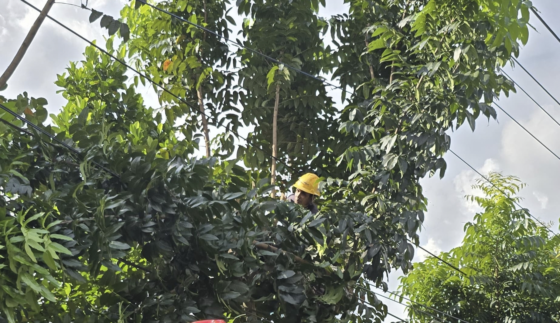 Upaya Jaga Kehandalan Listrik, PLN ULP Indralaya Gelar Rabas Pohon