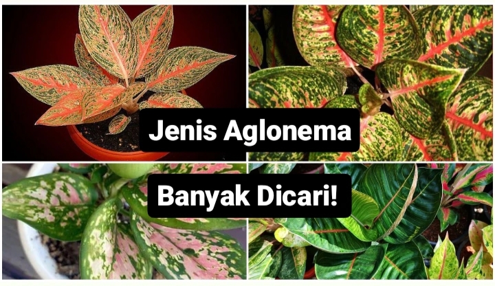 11 Jenis Aglonema, Pilihan Tanaman Hias yang Menawan dan Banyak Dicari! 