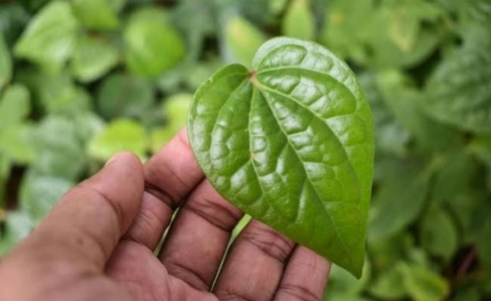 7 Manfaat Daun Sirih untuk Kesehatan yang Jarang Diketahui