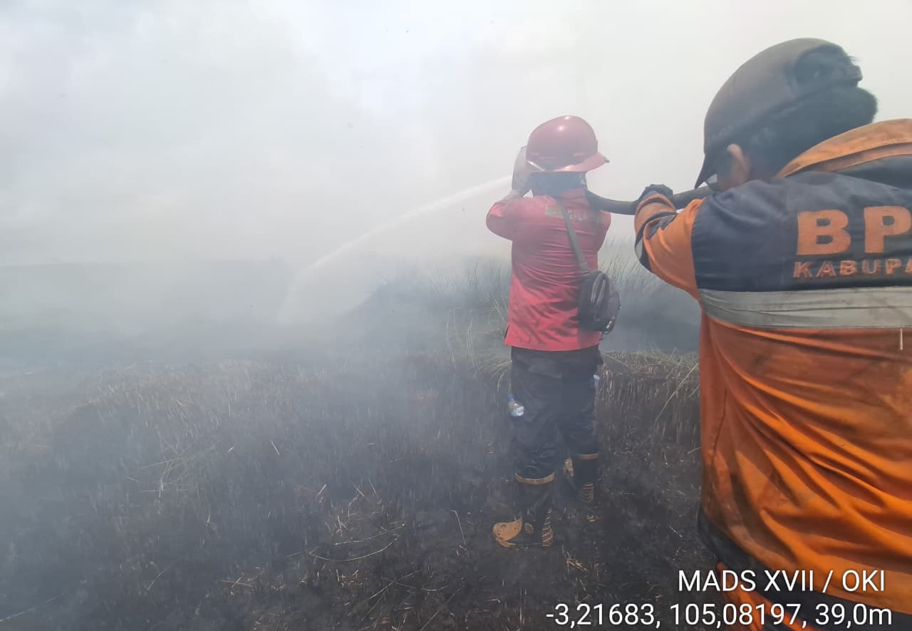 Belasan Hektar Hamparan Purun di Kecamatan Pangkalan Lampam OKI Hangus Terbakar