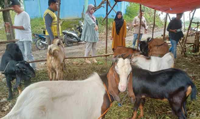 Kambing Kacang Diminati Masyarakat untuk Berkurban