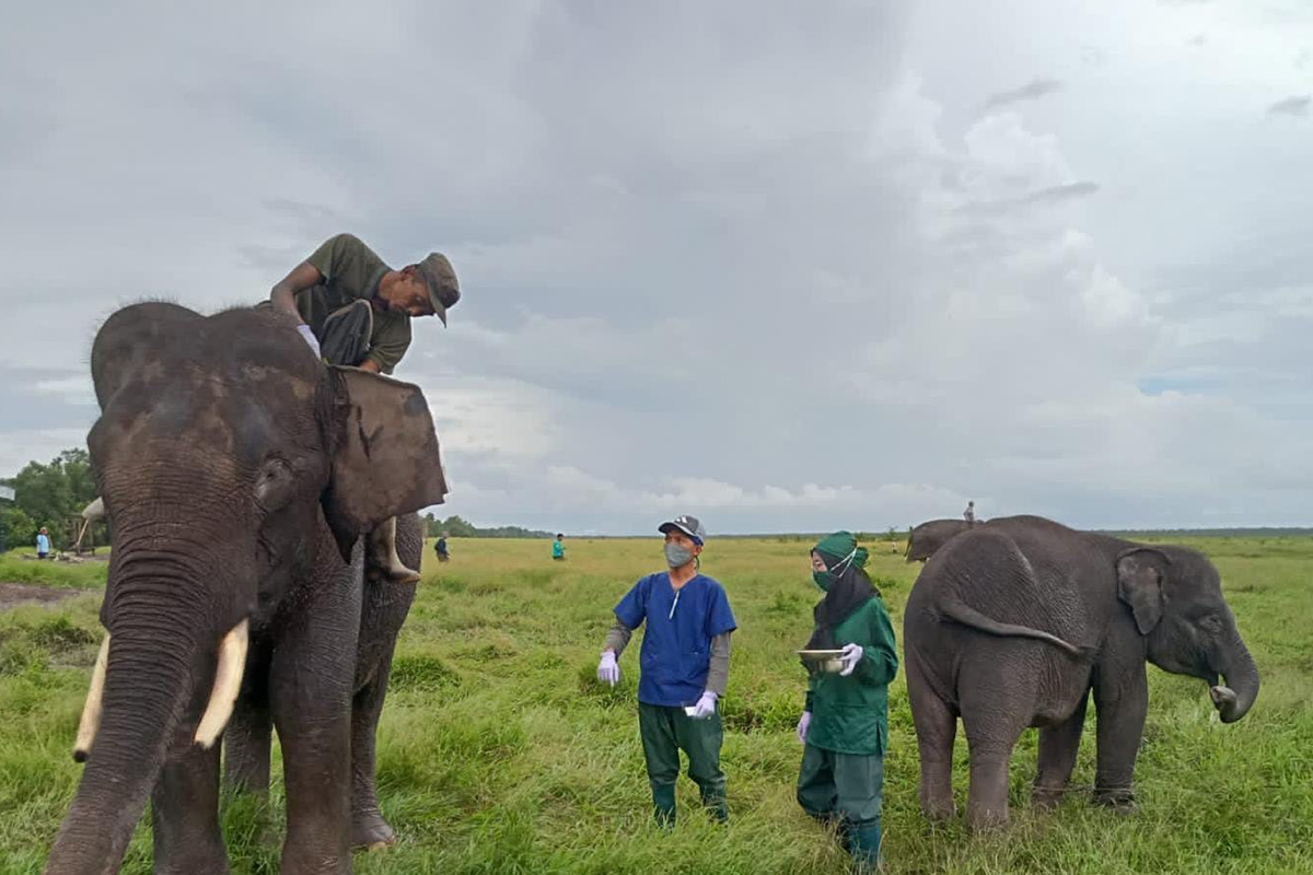 Terharu! Begini Cara Dokter Hewan Rawat 28 Ekor Gajah di Suaka Margasatwa