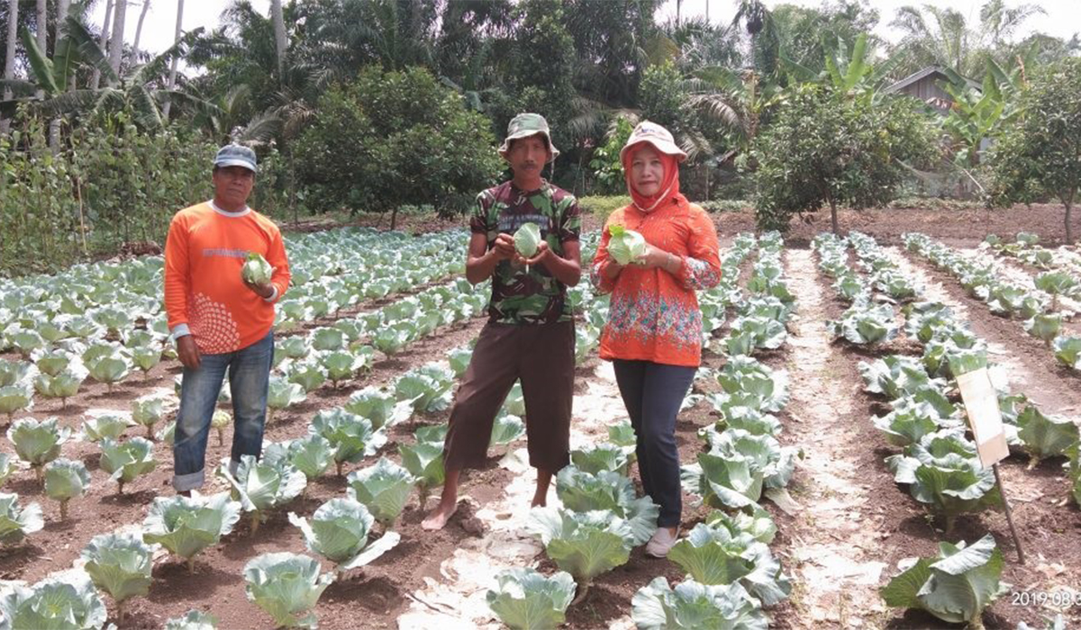 5 Manfaat Konsumsi Daun Kol untuk Kesehatan, Khasiat Luar Biasa!