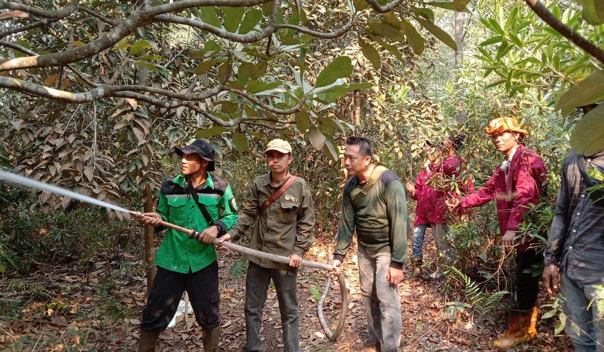 Dampak Karhutla, Tanaman Kayu-kayuan di Sepucuk OKI Ikut Terbakar, Tersisa 15 Persen