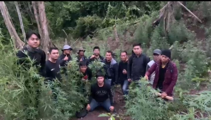 Atensi Kapolda, Kasus Temuan Ladang Ganja Empat Lawang Diambil Alih Ditres Narkoba Polda Sumsel 