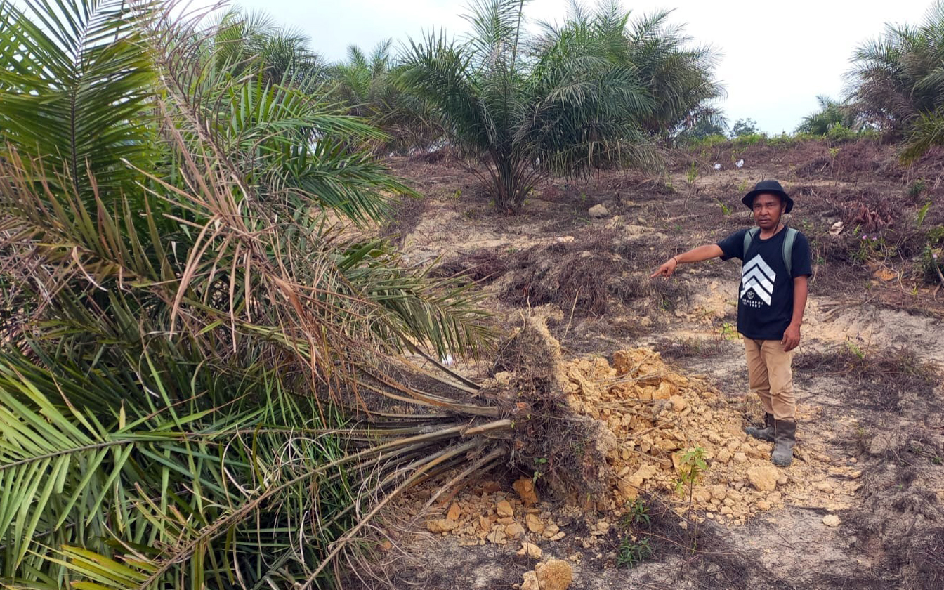 Terungkap! Ribuan Hektar Kebun Sawit Milik H Halim yang Dirusak Gorby, 'Diduga' Dibekingi Oknum Aparat