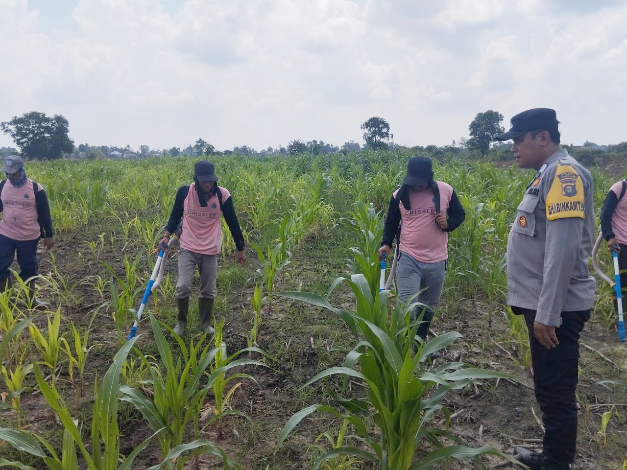Tanaman Jagung Tumbuh Subur, Program Ketahanan Pangan Polsek Pemulutan Ogan Ilir Berjalan Lancar