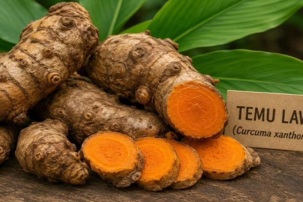 5 Manfaat Temulawak bagi Kesehatan, Tanaman Herbal yang Banyak Digunakan Masyarakat
