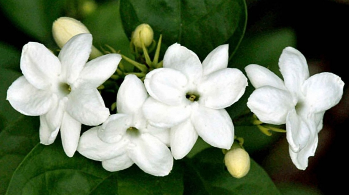 Ruangan Wangi Semerbak Di Hari Raya, Tempatkan 5 Tanaman Hias Beraroma Wangi Ini