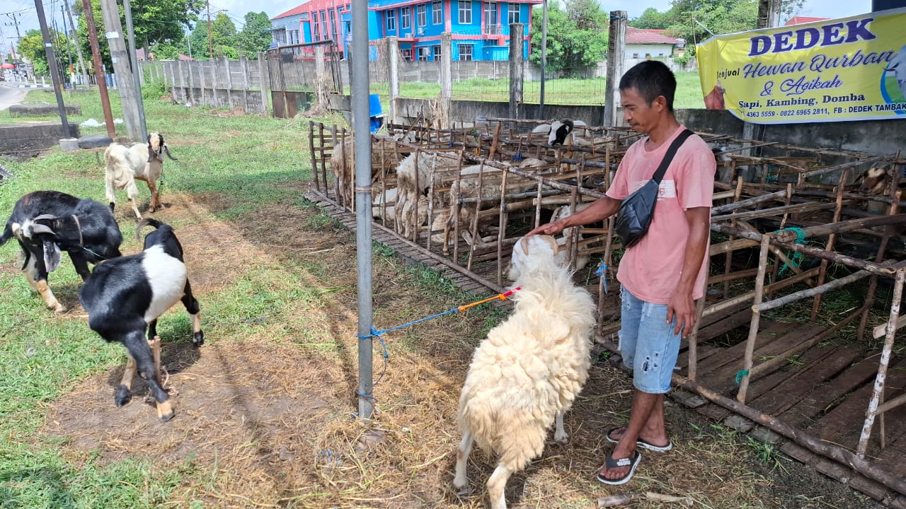Pedagang Hewan Kurban di Ogan Ilir Semringah, Orderan Meningkat Jelang Hari Raya Idul Adha 1446 Hijriah
