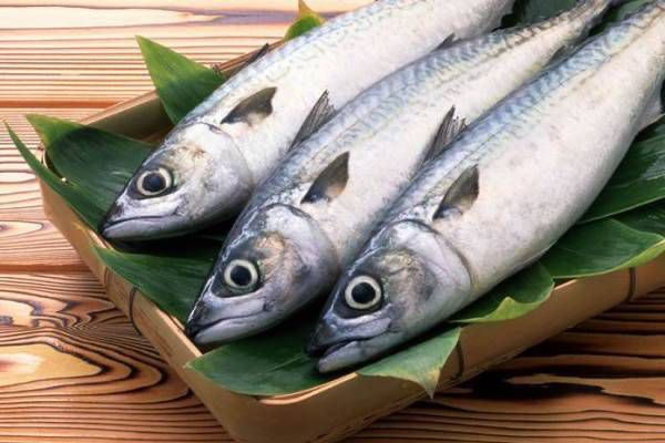 Kaya Omega 3, Ikan Tongkol Baik untuk Kesehatan: Cocok untuk Menu Lezat dengan Kesehatan
