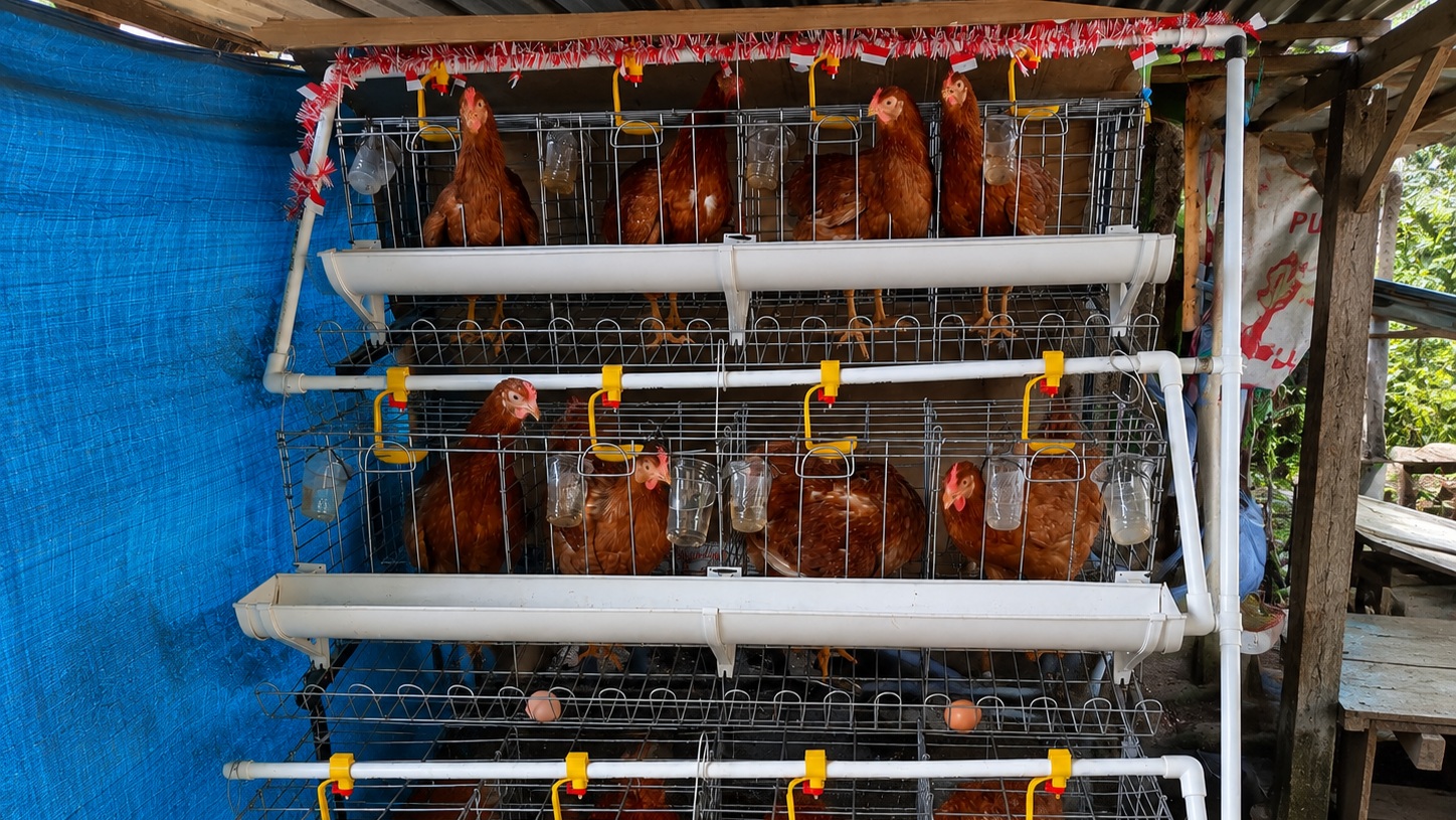 Amat dan Harapan yang Tumbuh dari Kandang Ayam Samping Rumah