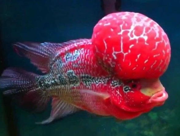 MENARIK! 5 Jenis Ikan Louhan Lokal Ini Tidak Kalah Cantik