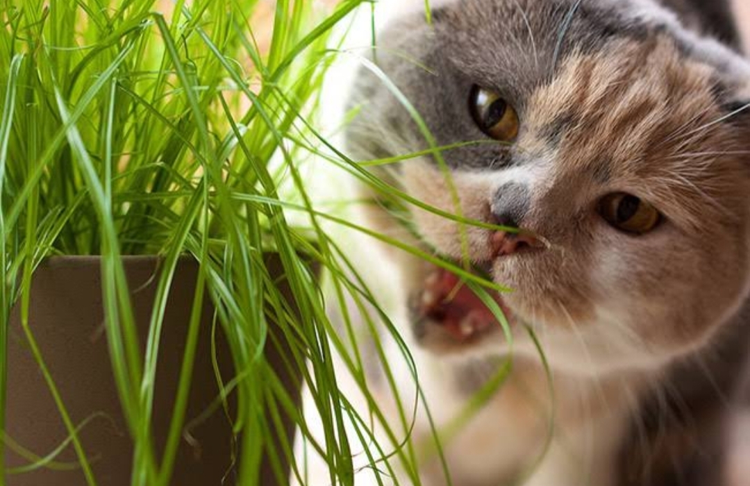 Cat Lovers Wajib Tahu, Ini Tips Rahasia Menghilangkan Kebiasaan Kucing Makan Rumput