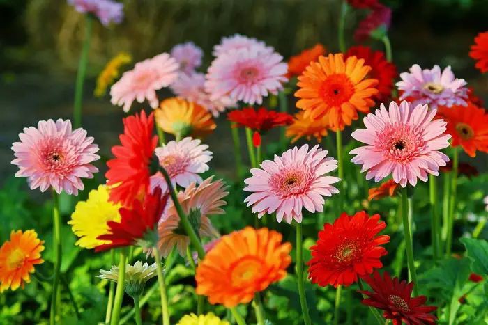 Keindahan Bunga Gerbera Daisy: Pesona Warna dan Bentuk yang Memukau, Perawatan Minim! 