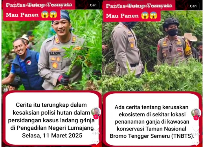 Heboh! Ladang Ganja Skala Besar Ditemukan di Kawasan Konservasi TNBTS, Indonesia Makin Darurat Narkoba