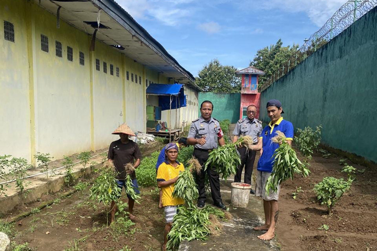 Panen Sayur Kangkung di Lapas Narkotika Muara Beliti, Bukti Pembinaan Kemandirian Warga Binaan