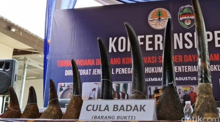 Kejati Sumsel Kembalikan Berkas Kasus Jual Cula Badak Ilegal Senilai Rp245 Miliar ke KLHK