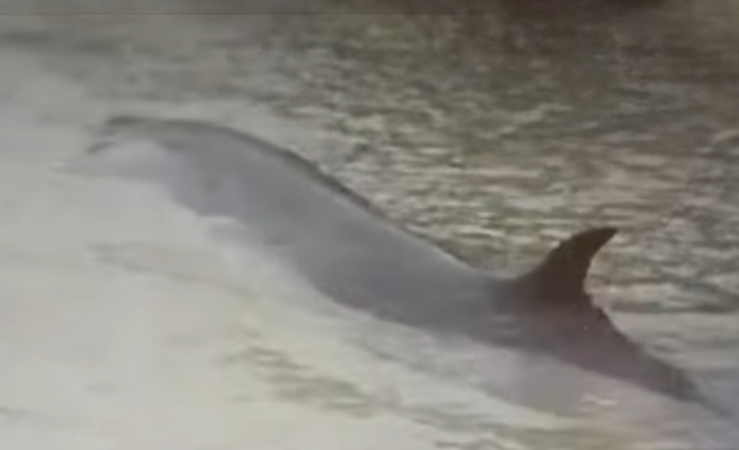 Ikan Paus Muncul di Sungai OKI, Jadi Tontonan Warga Viral di Medsos