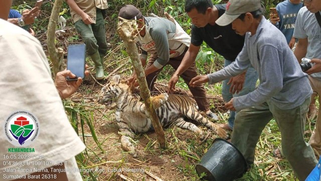 MIRIS! Terjerat Kepala dan Kaki Harimau Sumatera Mati, Jenis Kelamin Betina, Gagal Napas