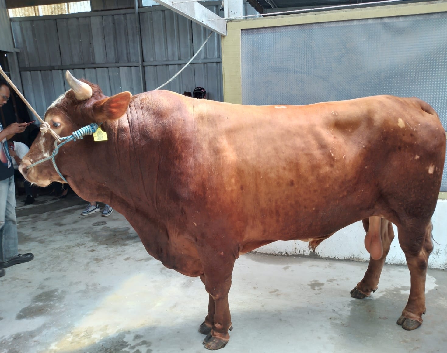 Siapkan 3.000 Kantong Daging Kurban, Masjid Agung Palembang Sudah Terima 20 Ekor Sapi