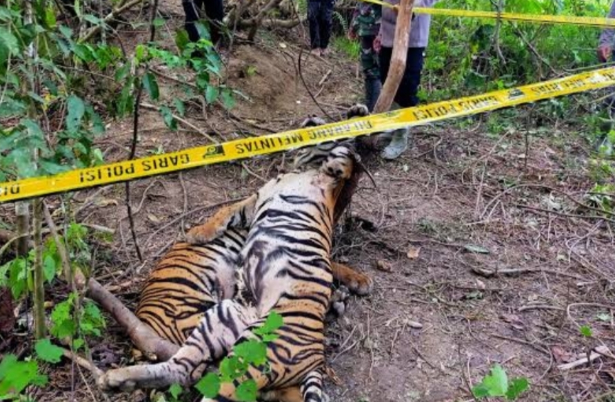 Kaki Kiri Depan Putus, Harimau Sumatera Ini Mati Kena Jeratan Babi di Kecamatan Agam Sumbar