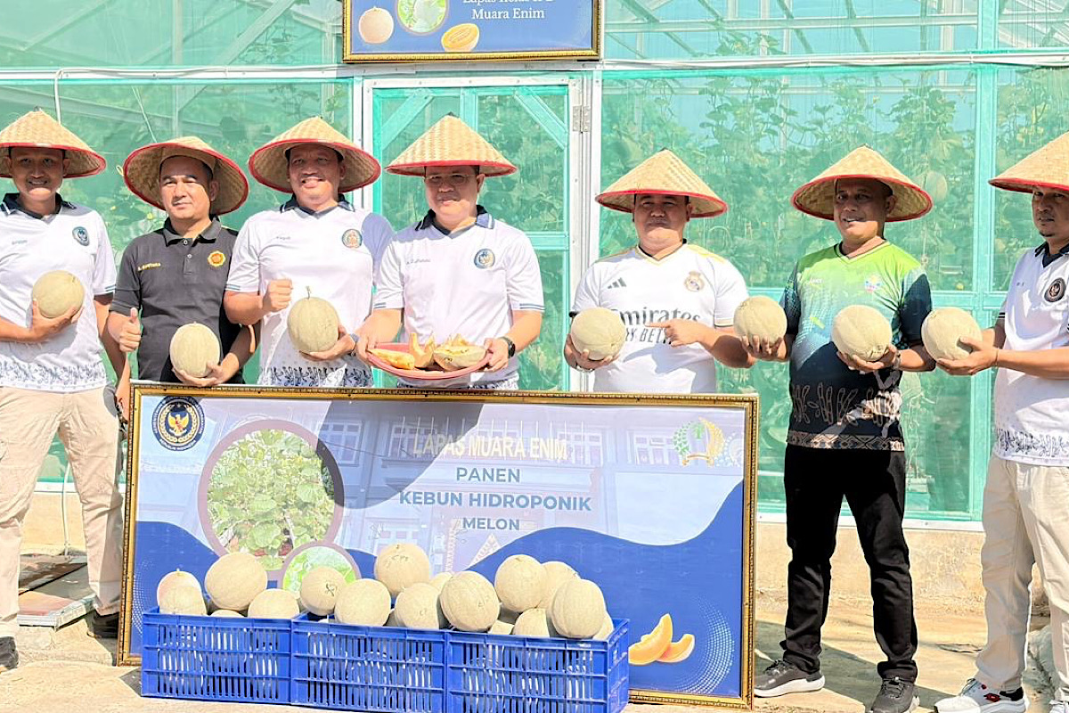 Wujudkan Ketahanan Pangan, Lapas Kelas IIB Muara Enim Panen 214 Kg Melon Belanda