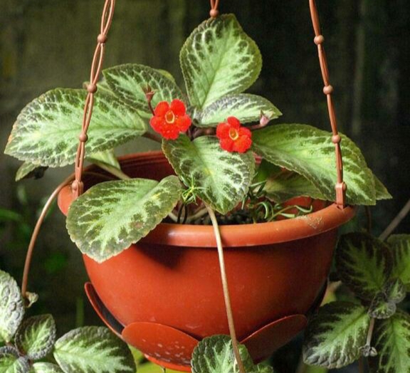 Episcia Faded Jade, Tanaman Cantik dengan Daun Berkilau, Cocok untuk Dekorasi Rumah