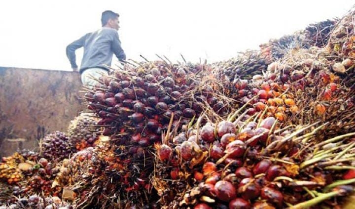 Harga Kelapa Sawit di Sumatera Selatan Periode Kedua Januari 2023 Kembali Turun