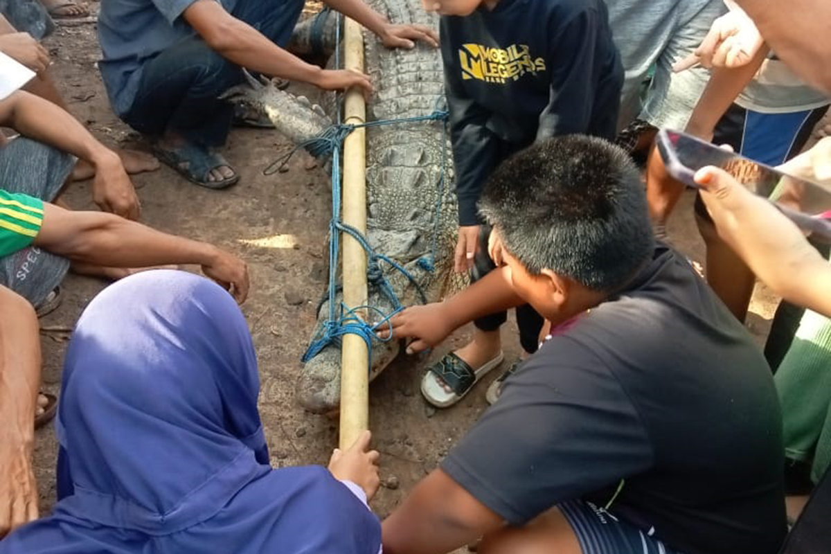 Hewan Ternak Sering Dimangsa, Buaya 3,5 Meter yang Resahkan Warga Akhirnya Ditangkap 
