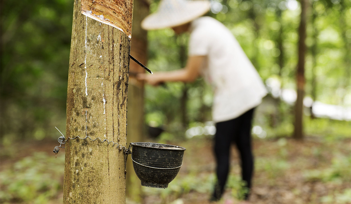 Harga Turun, Petani Karet di Ogan Ilir Tak Bergairah