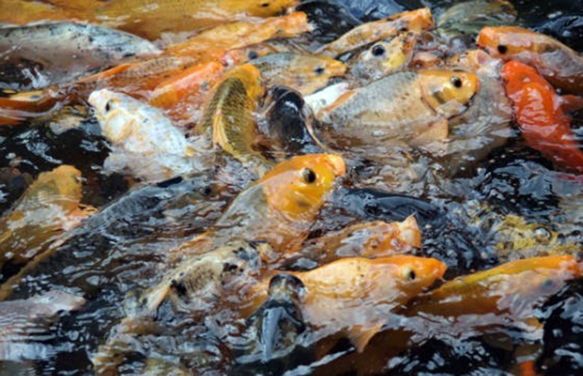 Ikan Mas jadi Hama di Australia, Ekosistem Sungai Dihancurkan