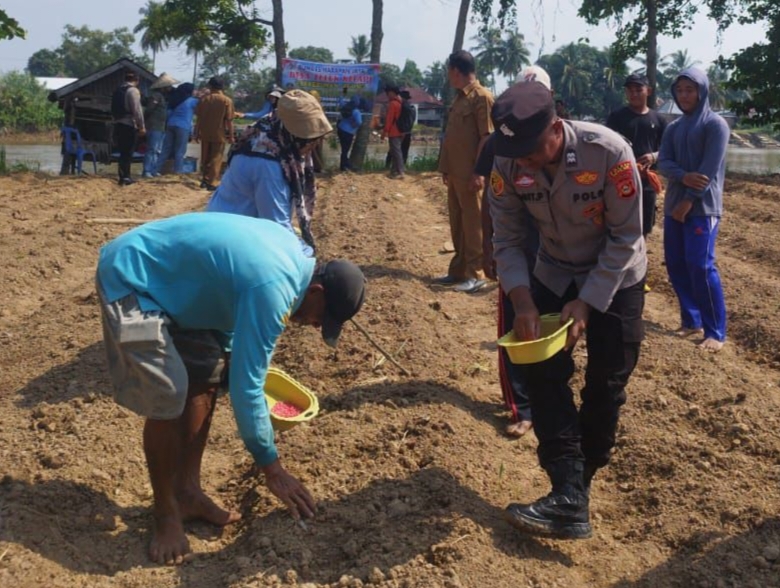 Polsek Pemulutan Ogan Ilir Dukung Ketahanan Pangan Lewat Penanaman Jagung di Desa Teluk Kecapi