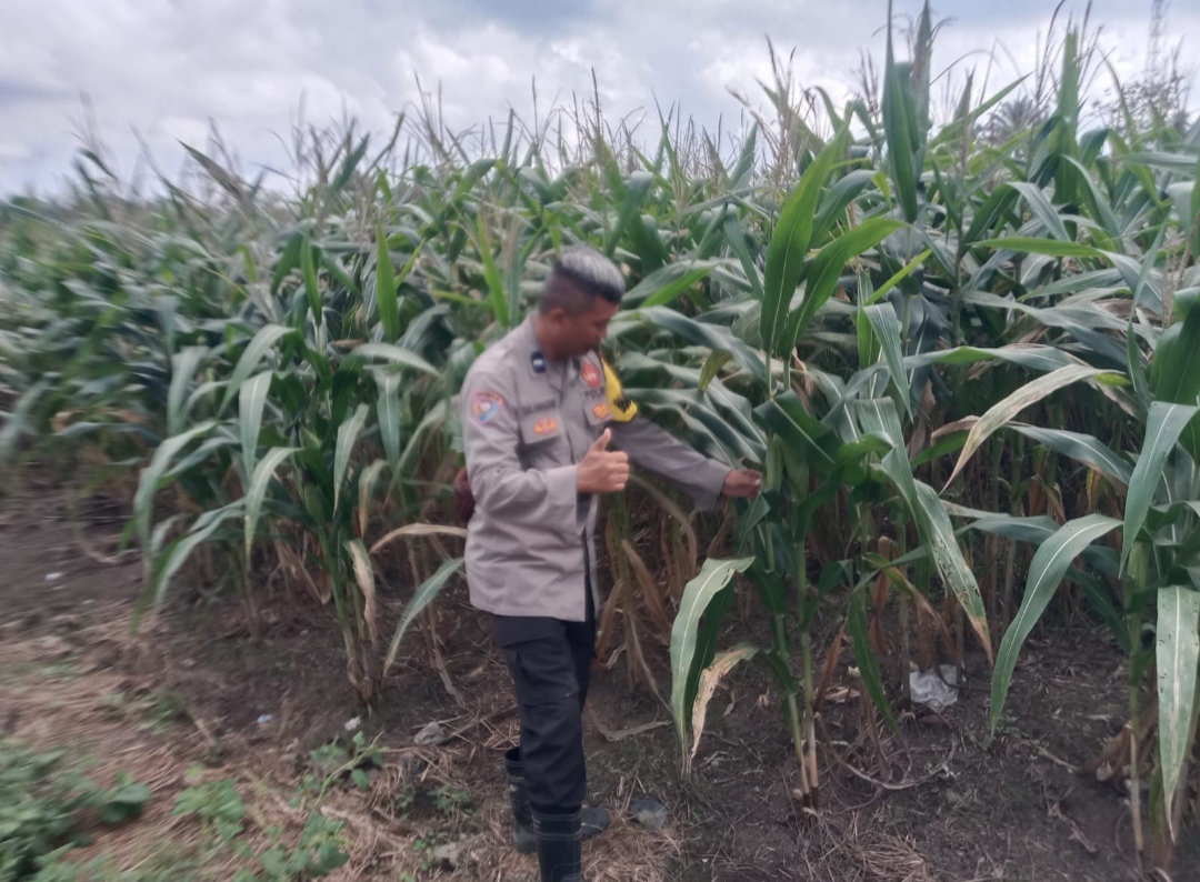 Musim Kemarau Tanaman Jagung di OKI Terancam Panen tidak Maksimal 