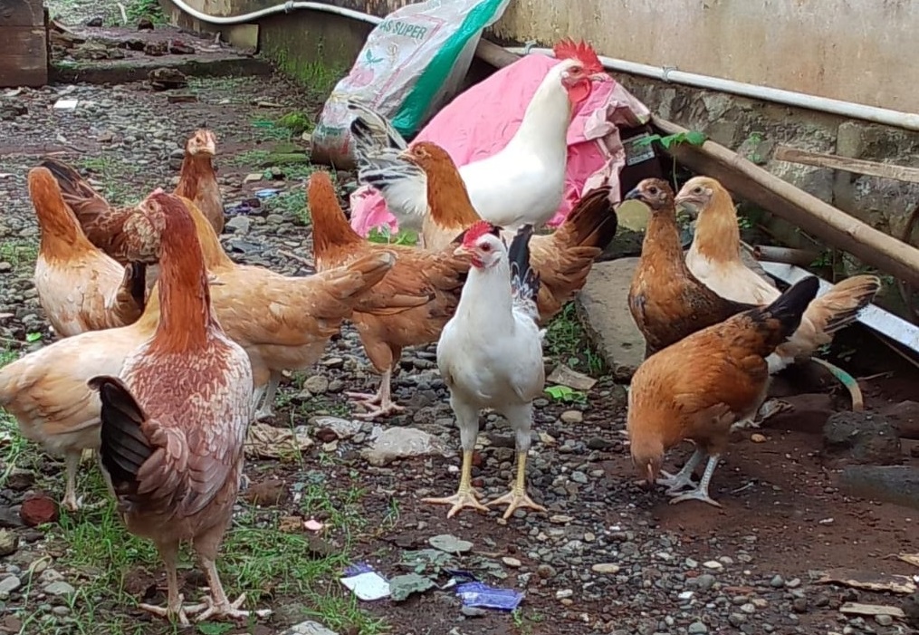 Cara Ternak Ayam Elba agar Cepat Bertelur, Panduan Buat Peternak Pemula!