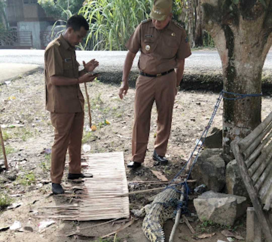 Buaya Liar Tangkapan Warga Air Itam Jejawi OKI Berhasil Dievakuasi