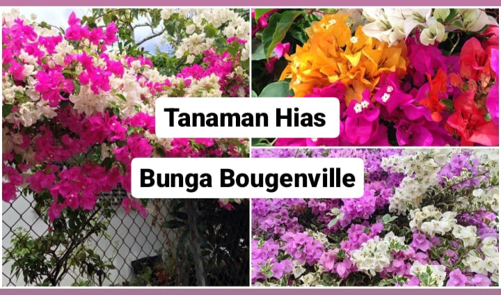 Tanaman Hias Bougenville, Ciptakan Keindahan dengan Bunga yang Berwarna-warni 