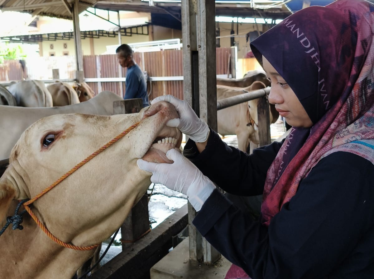 Dijual Pedagang, Hewan Kurban di Kayuagung Mulai Diperiksa Tim Disbunak