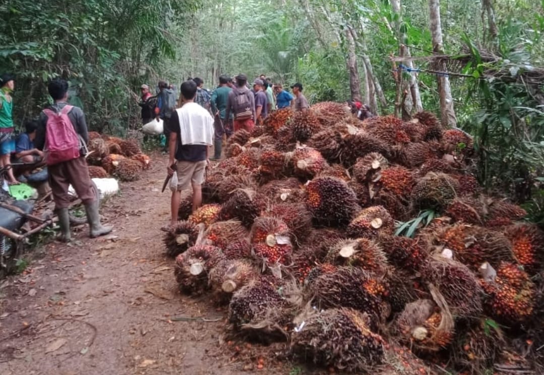 Wajib Tahu! Inilah Perkebunan PT Mitra Ogan: Sejarah, Perizinan, dan Kontribusinya bagi Daerah di Sumsel 