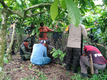 Tangkap Beruang Madu, BKSDA Lahat Pasang Box Trap di Dusun Sukarami