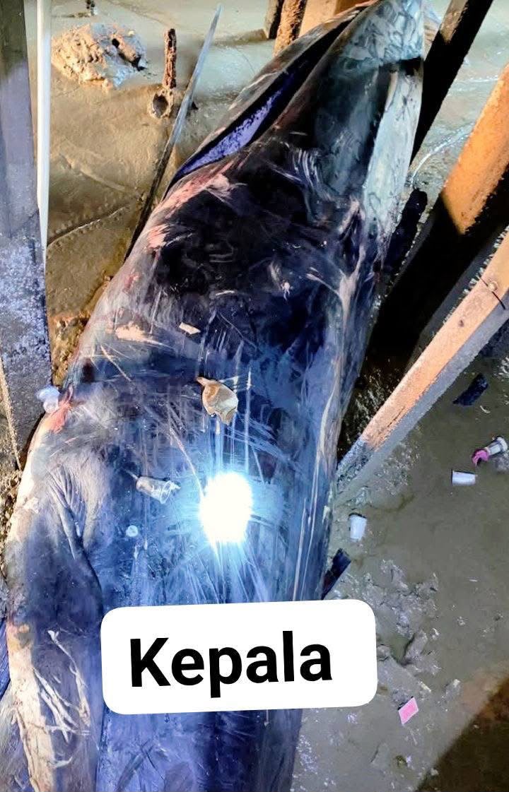 Ikan Paus Biru Terdampar di Kampung Nelayan Sungsang