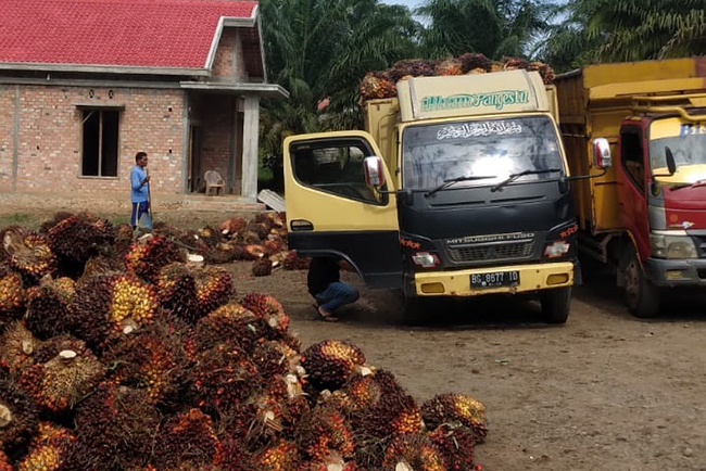 Harga  Rp1.810 TBS Bertahan Tiga Hari