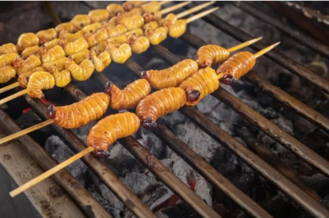 Woww! Belalang dan Ulat Sagu Bisa Jadi Menu Makan Bergizi Gratis