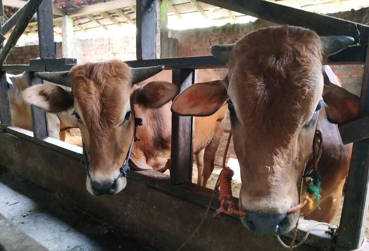 Berikut Daftar Harga Hewan Kurban Kambing dan Sapi di Palembang Jelang Idul Adha 1447 Hijriah