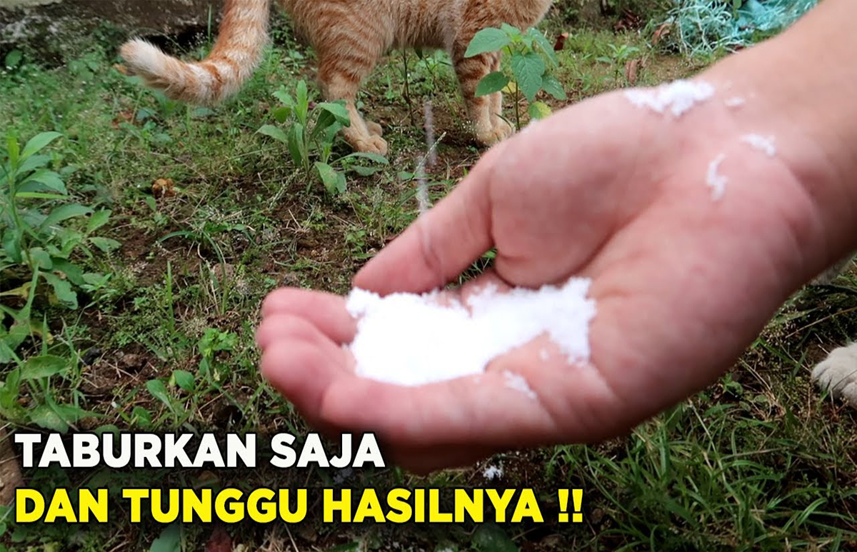 Jangan Disemprot atau Dicabut! Cukup Gunakan Bahan Sederhana Ini, Rumput Liar Lenyap Seketika