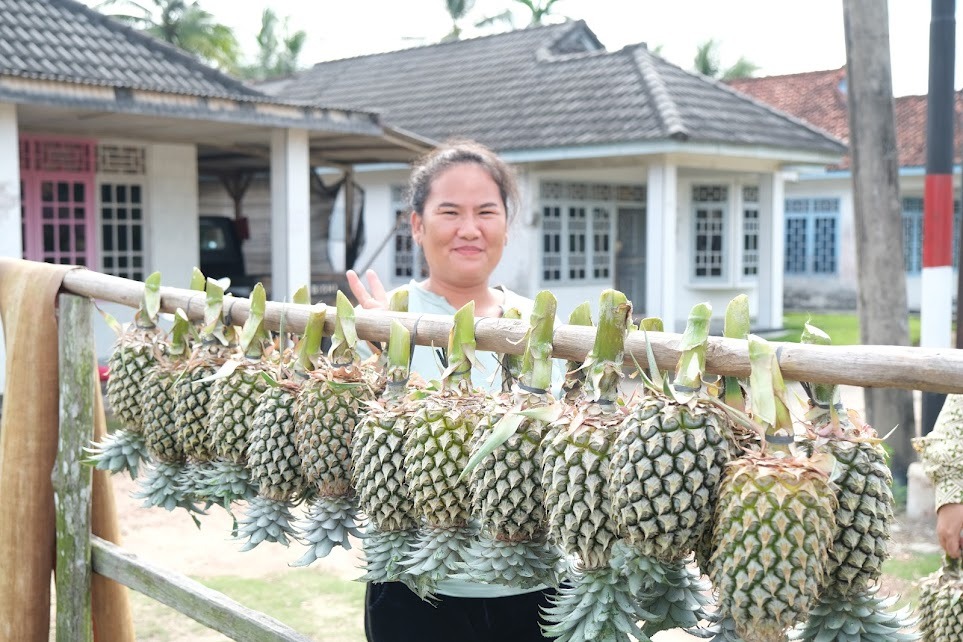 Nanas Bikang dan Teh Tayu Jebus Diajukan Jadi Indikasi Geografis Bangka Belitung