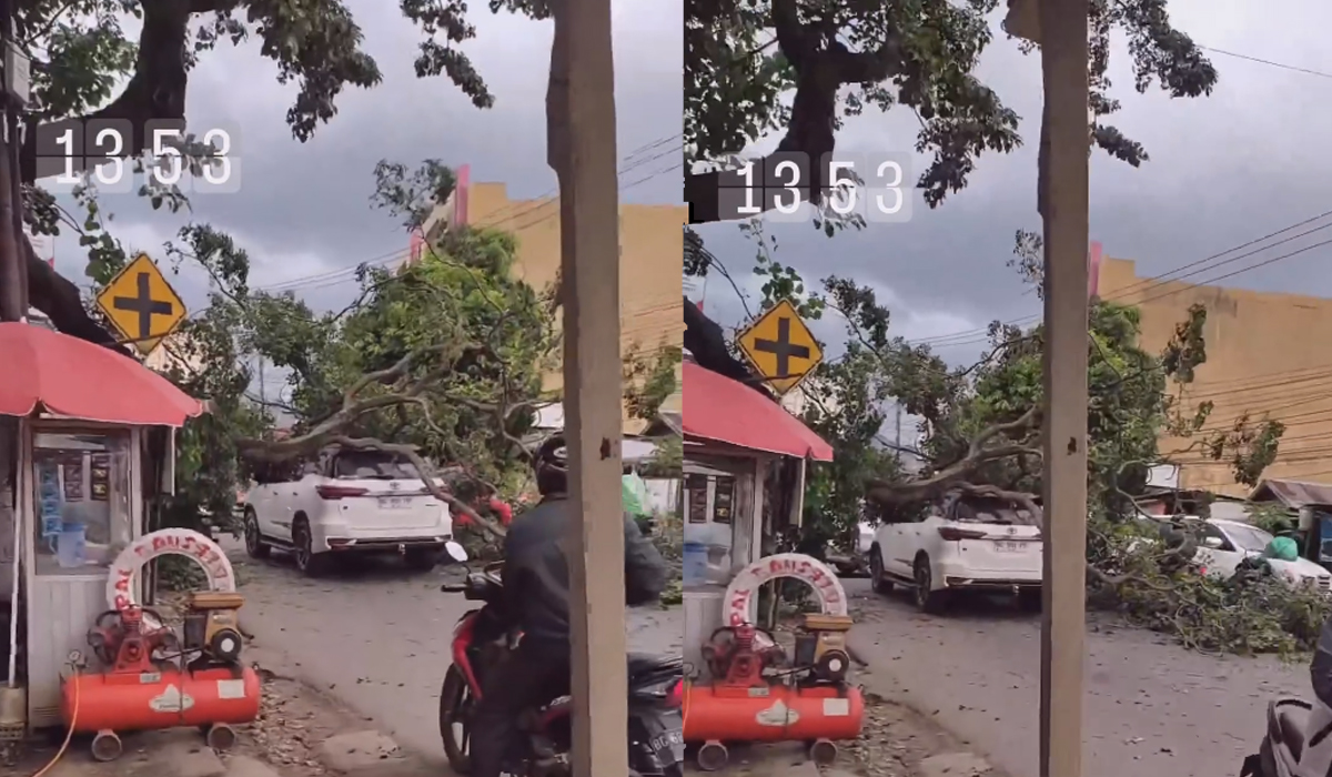 Pohon Tumbang di Jalan Parameswara Timpa Mobil yang Sedang Melintas, Lalu Lintas Macet Parah