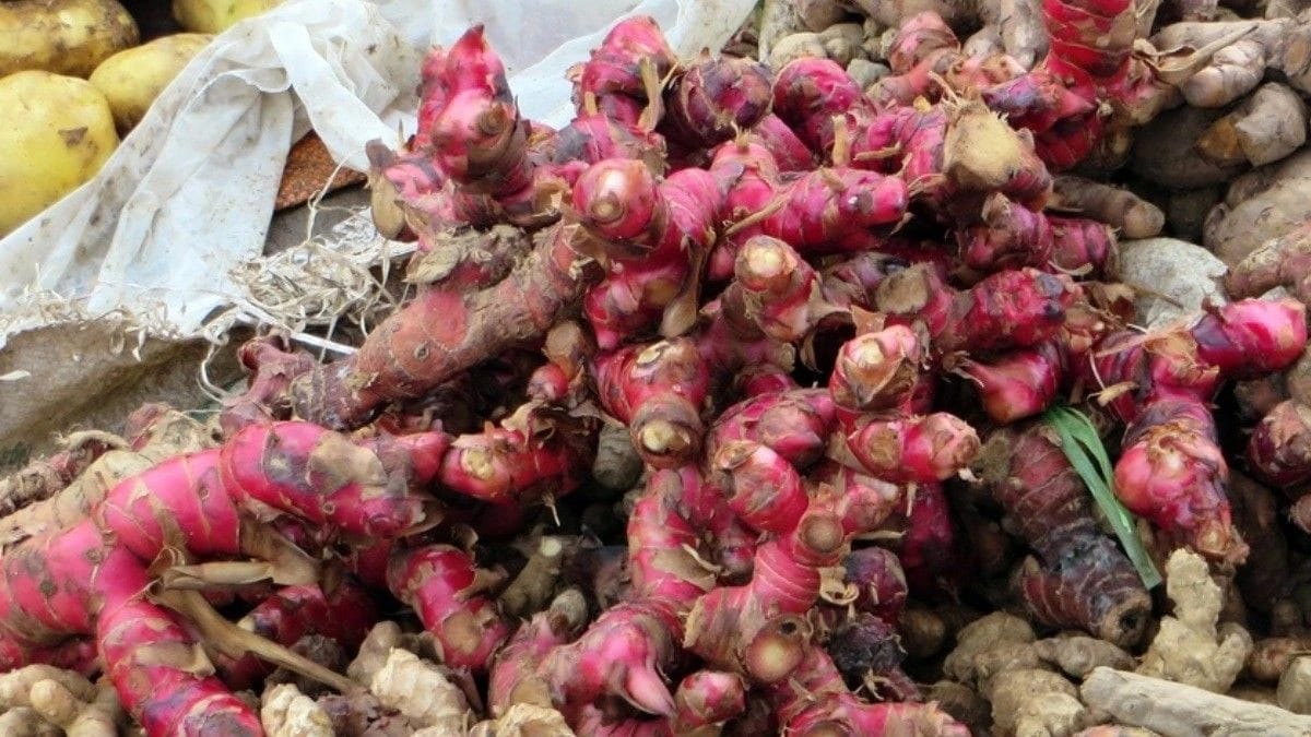 Cara Menanam dan Perawatan Jahe Merah Menggunakan Polybag Di Rumah